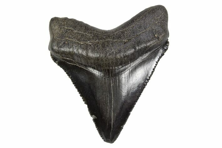 Serrated, Chubutensis Tooth - Megalodon Ancestor #306246